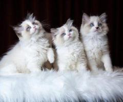 Find Your Perfect Ragdoll Kitten Companion