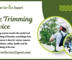 Professional Tree Trimming Services That Keep Your Trees Healthy Safe and Beautiful