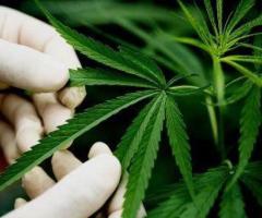 Buy Marijuana Online