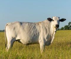 Cow Farms Near Me: Your Source for Fresh, Local Dairy