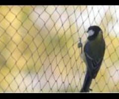 Say Goodbye to Birds Problems – Pigeon Net Services in Chembur